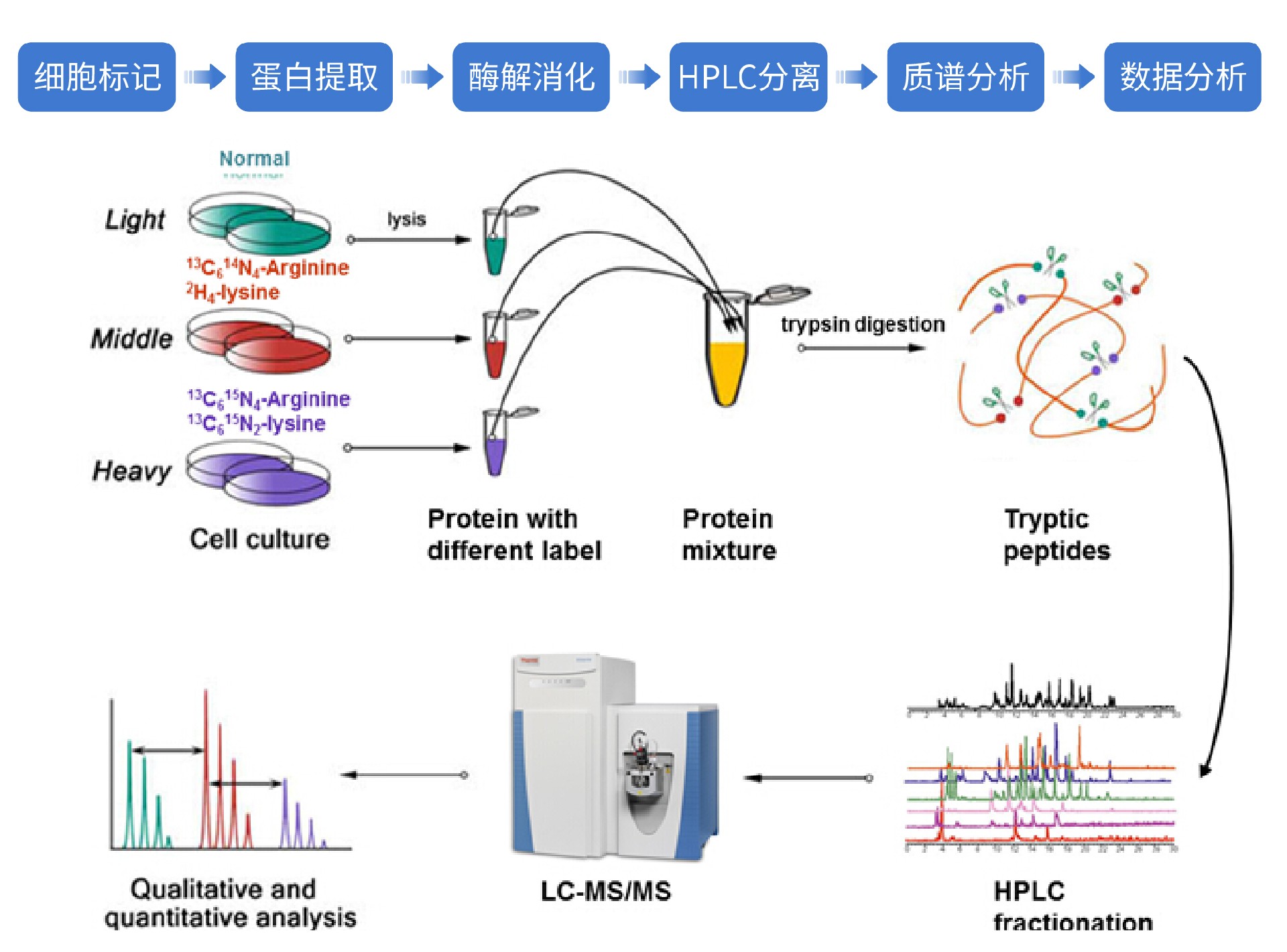 蛋白质质谱鉴定