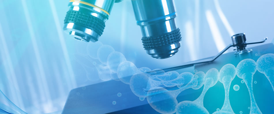 临床前大动物试验